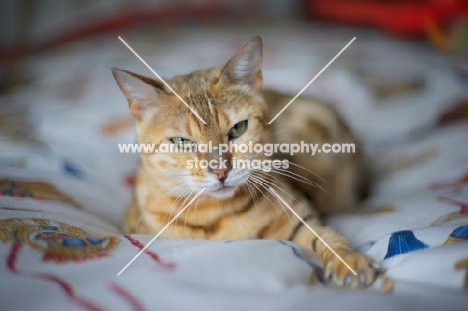 Golden bengal cat resting on bed