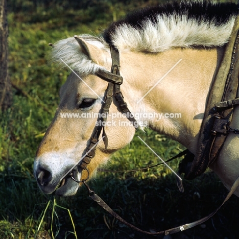 Fjord Pony in harness eating grass