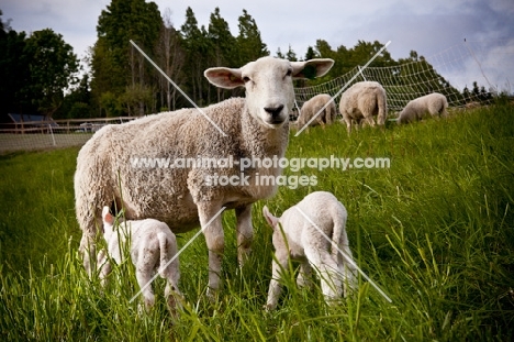 Norwegian White Sheep and her lambs