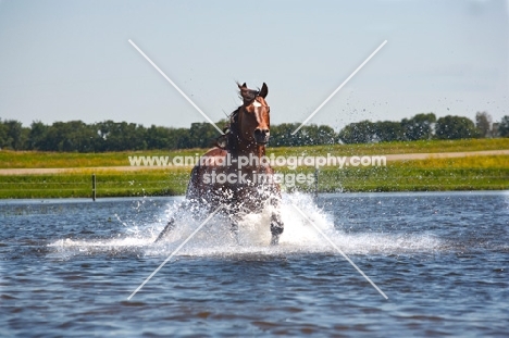 quarter horse running in water