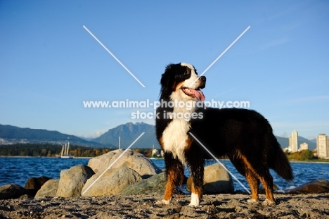 Bernese Mountain Dog on beach