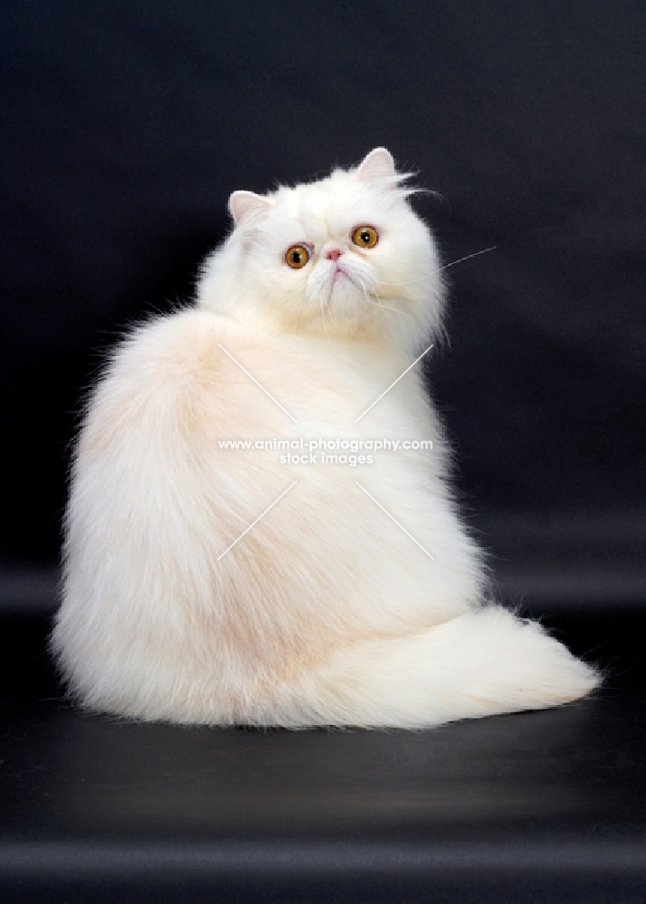 Red Silver Chinchilla coloured Persian Cat, back view