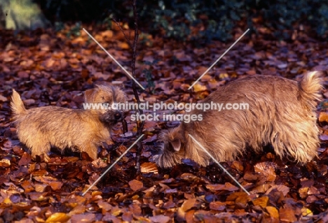 norfolk terrier bitch and puppy sniffing in leaves