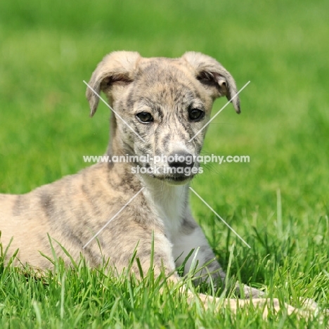 Lurcher puppy