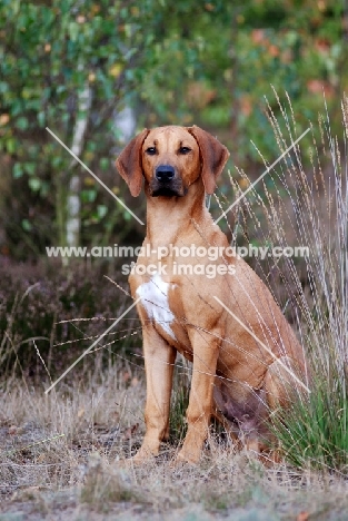 Rhodesian Ridgeback