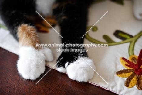 detail shot of polydactyl paws