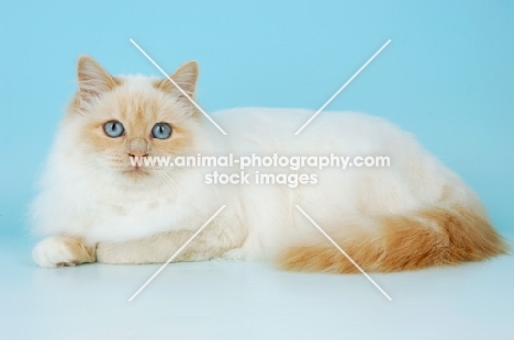 cream point birman cat, lying