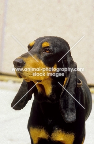 Black and Tan Bruno de Jura (bruno jura laufhund)