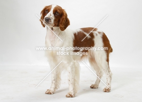 Red & White Welsh Springer Spaniel