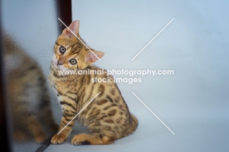 bengal kitten sitting and reclining head