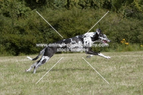 Lurcher running