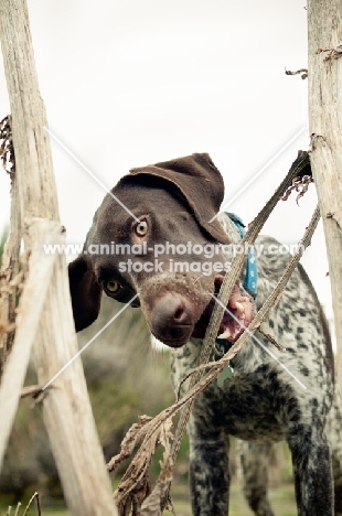 German Shorthaired Pointer chewing branches