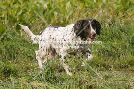 wet German Longhaired Pointer walking on grass