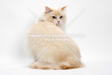 Cream Point Bi-Color Ragdoll cat, looking back