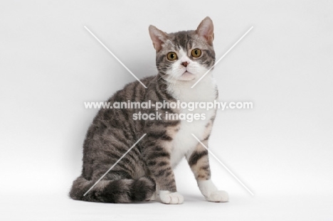 American Wirehair, Blue Mackerel Tabby & White colour