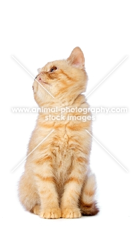 Exotic ginger kitten looking away, isolated on a white background