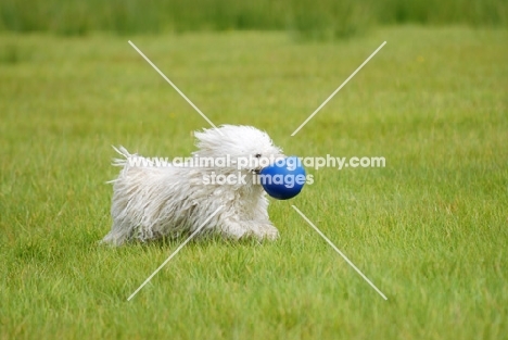 young white puli with ball