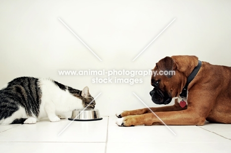 boxer watching cat eat 