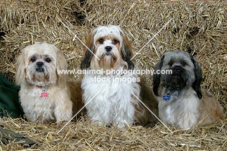 three shih tzu's