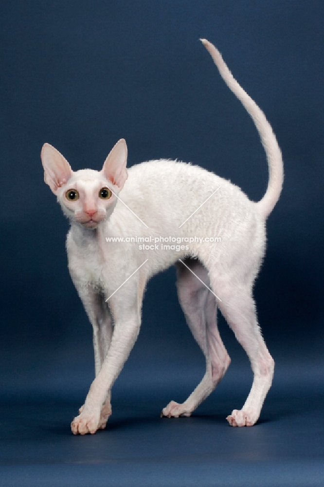 Cornish Rex arched back, white (gold eye)