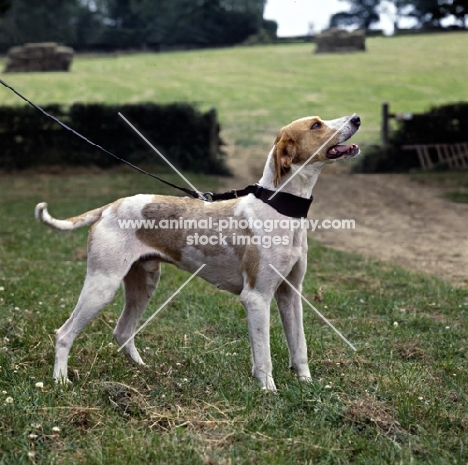 trail hound 