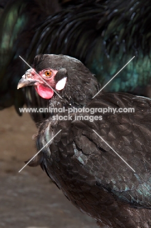 Breda Fowl (aka Kraaikop), hen