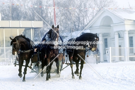 troika with three horses trotting in snow in russia
