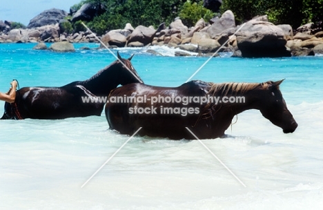 horses bathing in sea