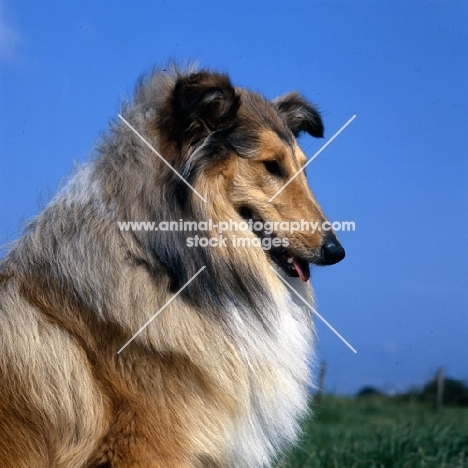 rough collie against blue sky looking down
