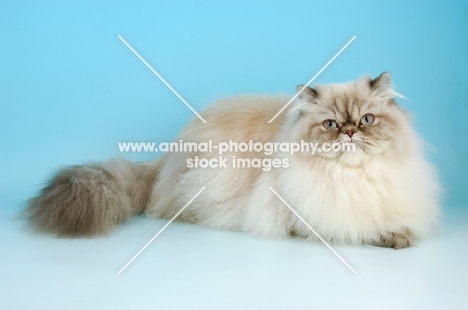 blue tabby colourpoint himalayan cat, lying down. (Aka: Persian or Himalayan)