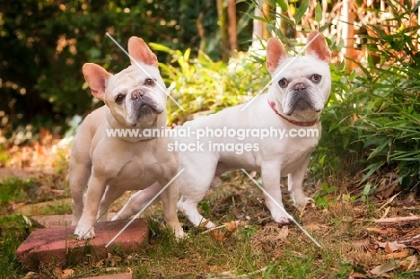 cream and honey pied French Bulldogs