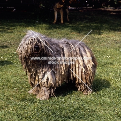 bergamasco standing on grass