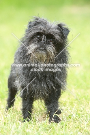 Affenpinscher standing on grass