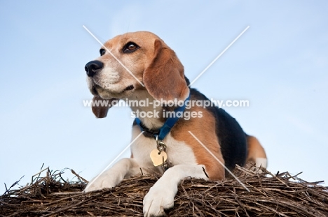 Beagle with collar lying on round hay bale