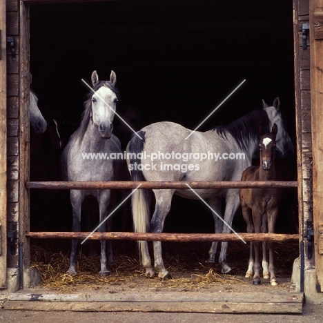 group of German Arab mares with foal in their stable at marbach, 