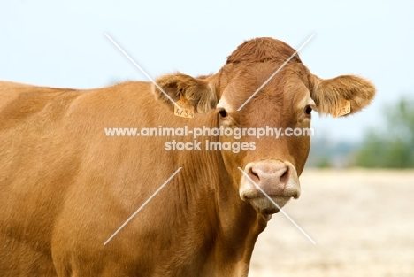 limousin looking at camera