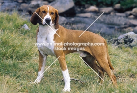 Hygenhund, Norwegian Hound in Norwegian mountains