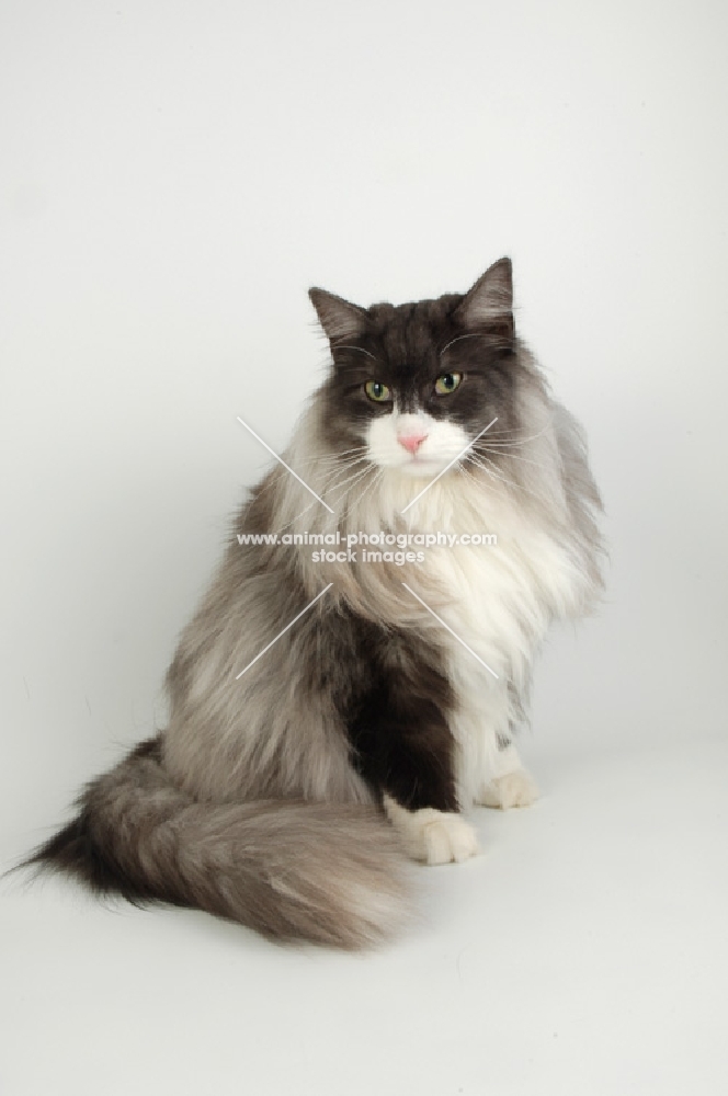 black and white smoke norwegian forest cat