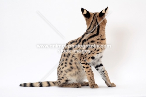young Serval, showing markings