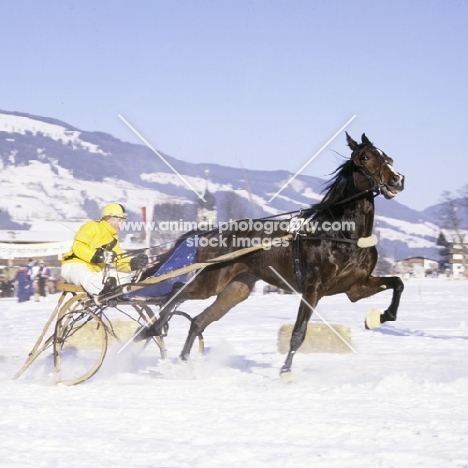 trotting race on snow at kitzbuhel austria 