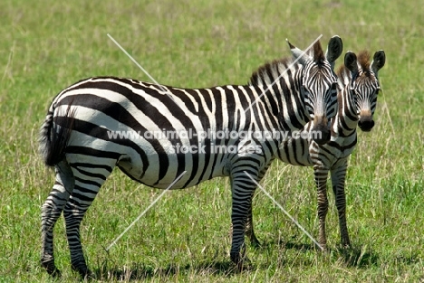 adult zebra with younger zebra in Kenya, africa