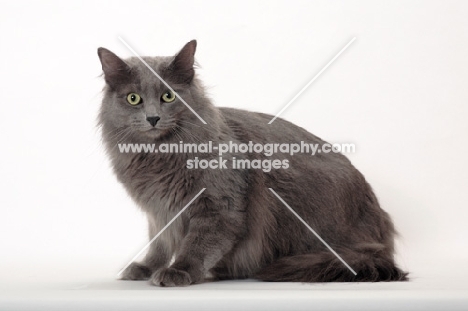 Neutered Nebelung, sitting on white background