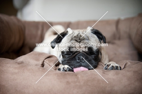 pug sleeping with tongue out