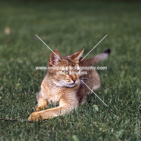 abyssinian cat lying on grass in canada