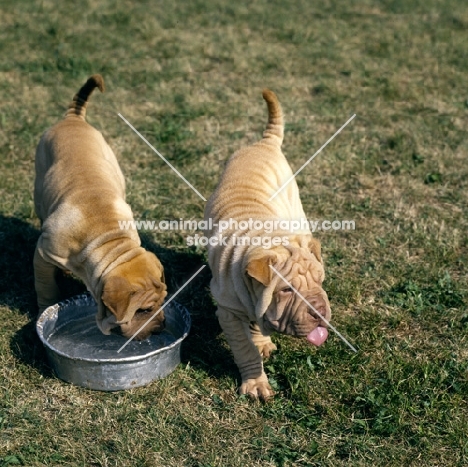 sharp pei pups drinking