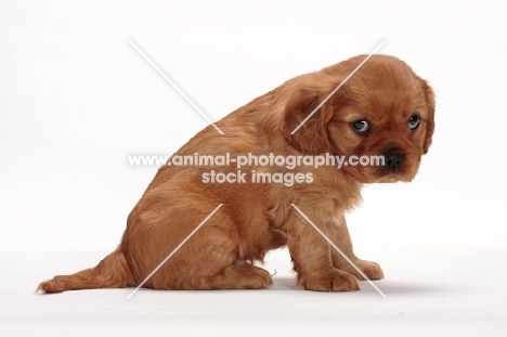 ruby Cavalier King Charles puppy