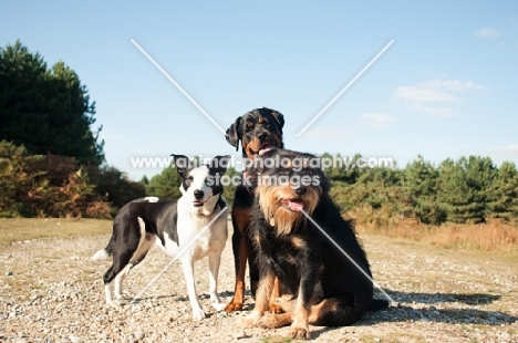 Dogs posing on a track