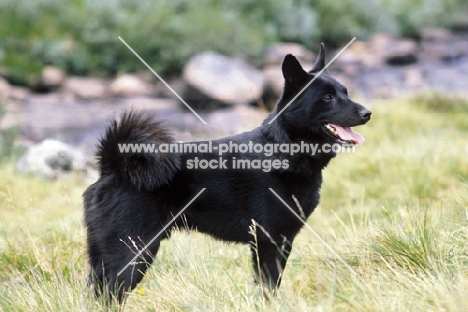 black Norwegian Elkhound 