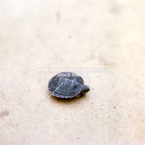 terrapin resting on sand