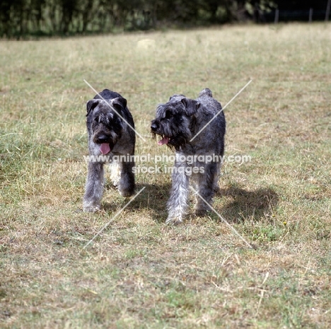 two walking giant schnauzers